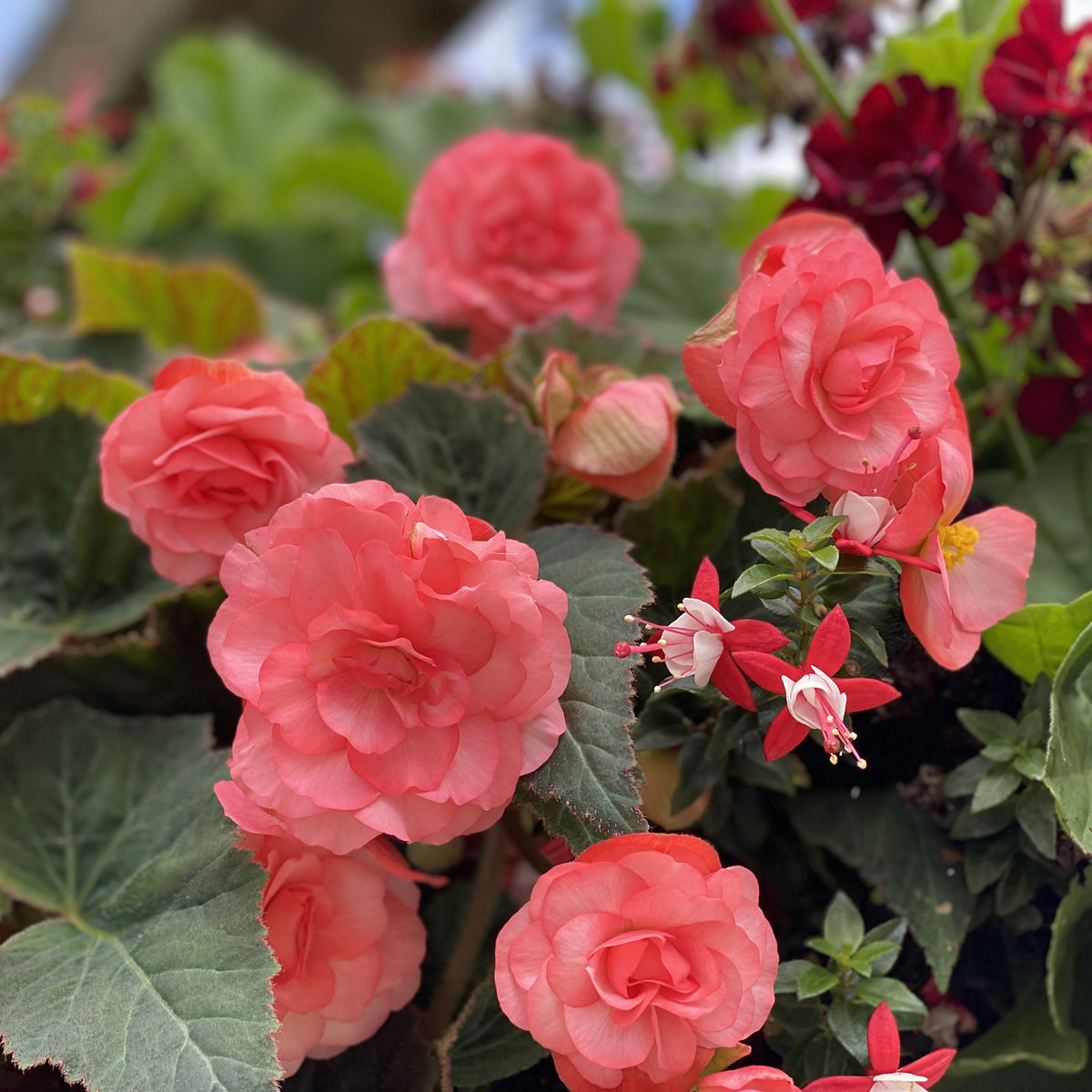 begonia-double-rose