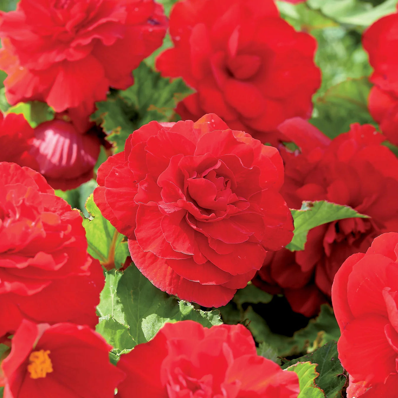 begonia-double-rouge Immagine