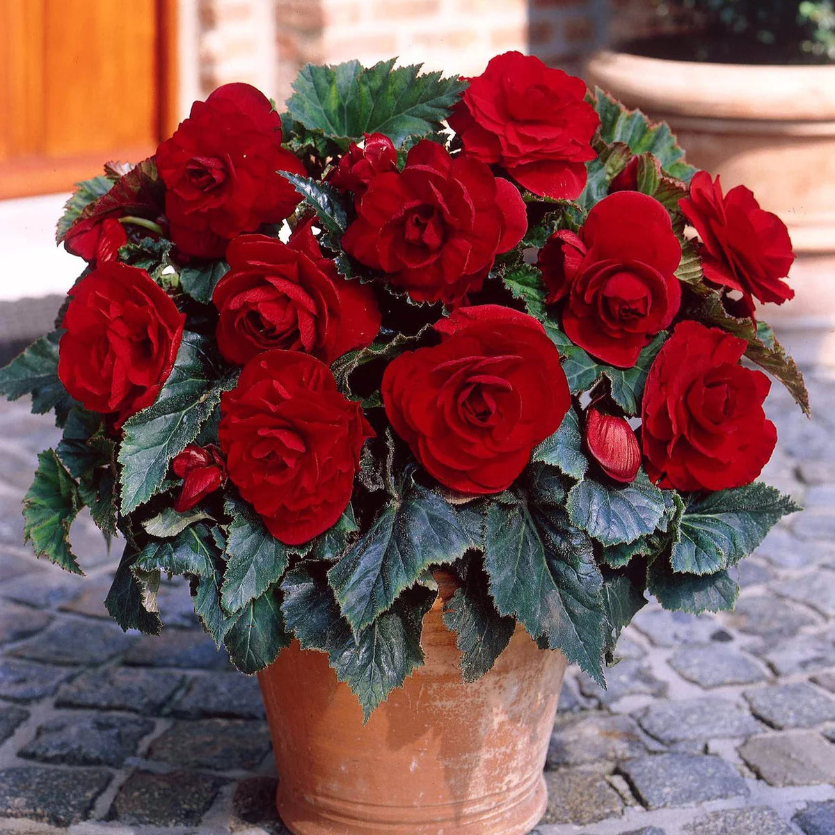 begonia-double-rouge