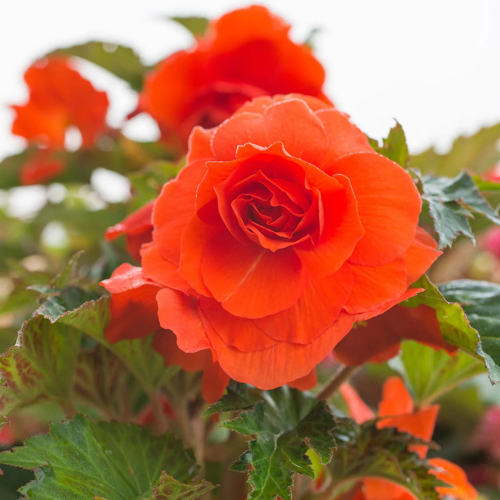 begonia-double-rouge