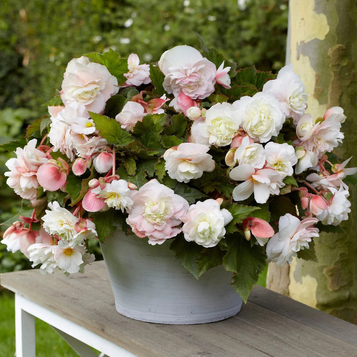 begonia-odorata-angelique