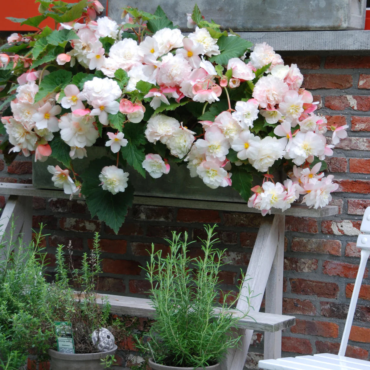 begonia-odorata-angelique