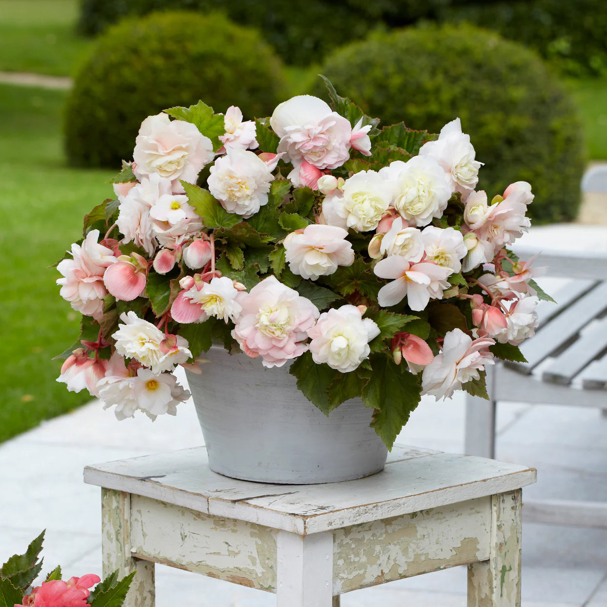 begonia-odorata-angelique Image