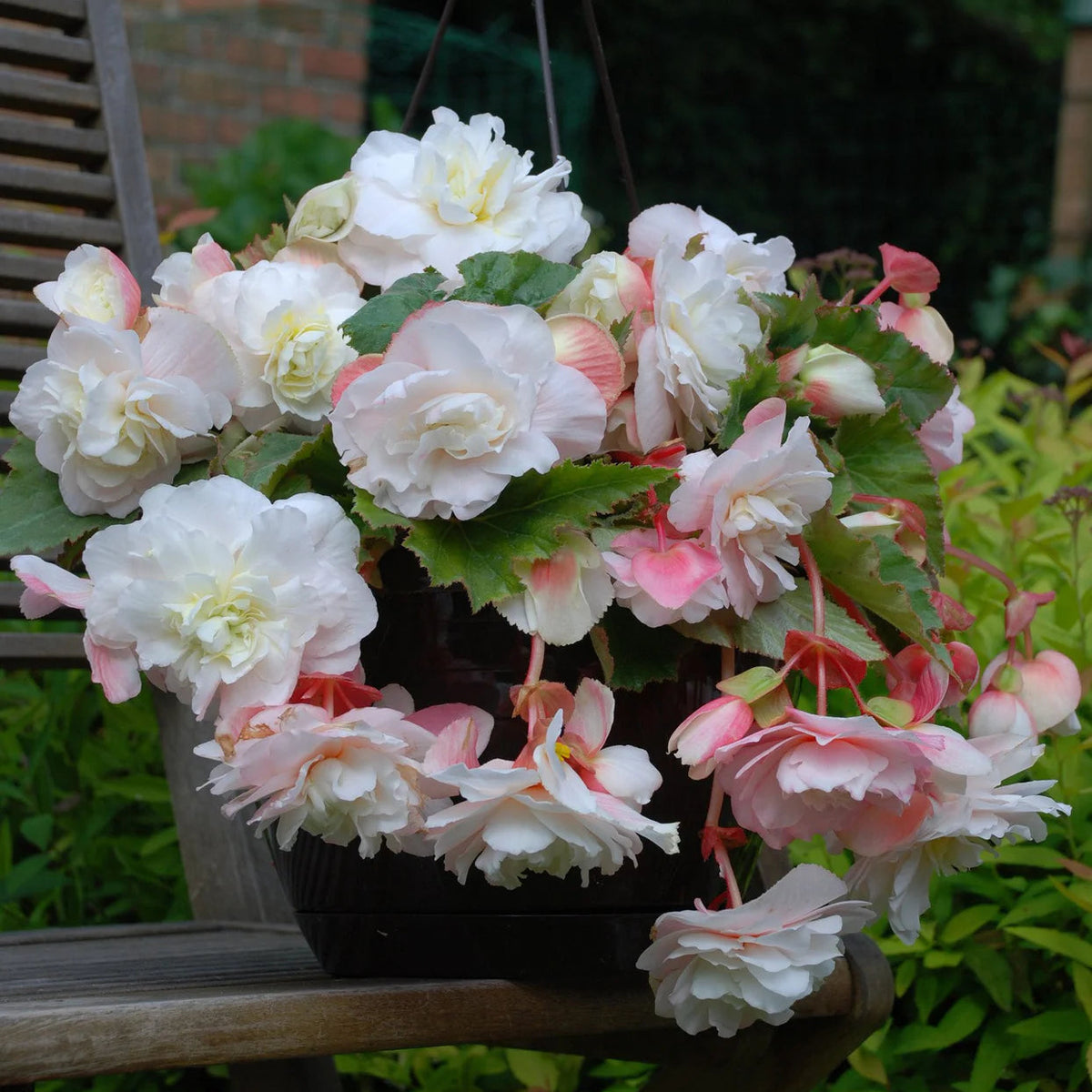 begonia-odorata-angelique