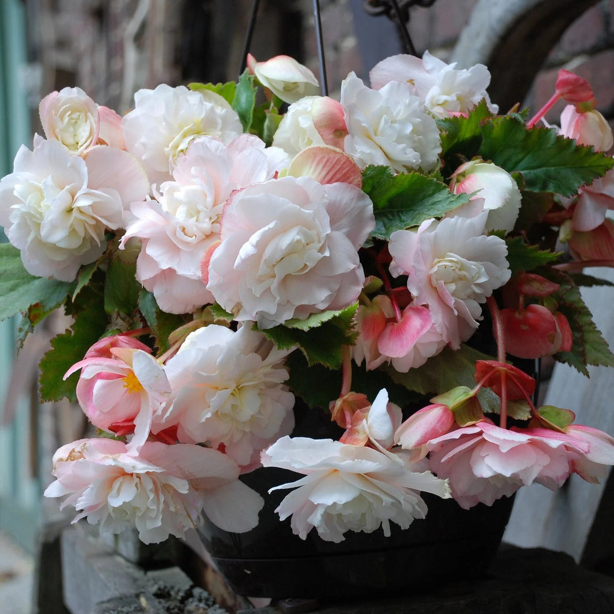 begonia-odorata-angelique