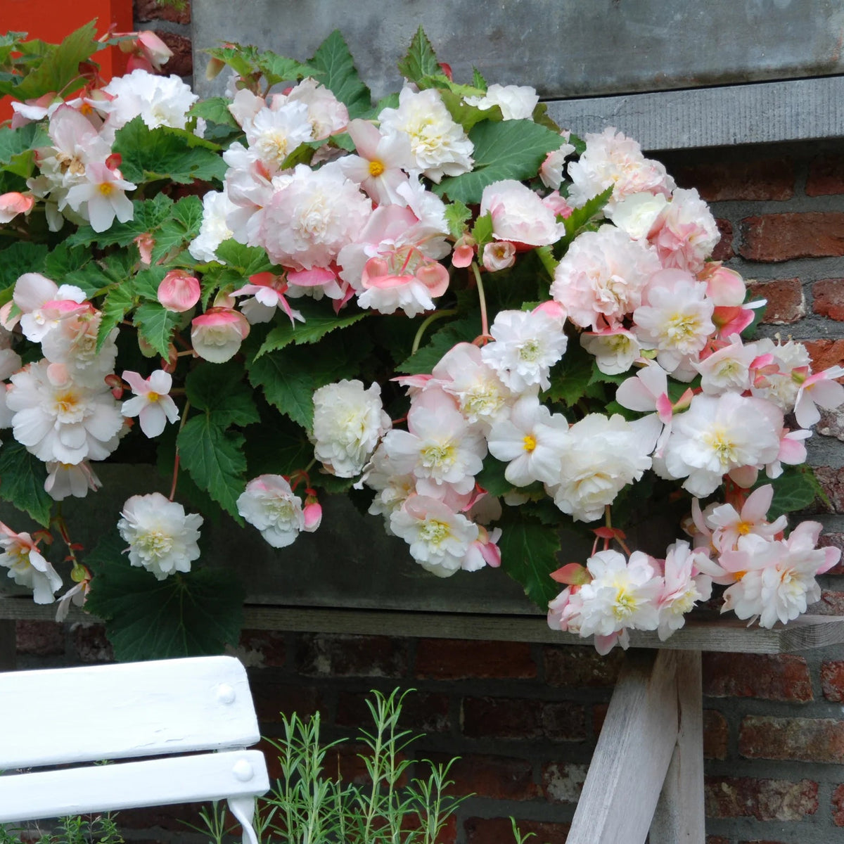 begonia-odorata-angelique