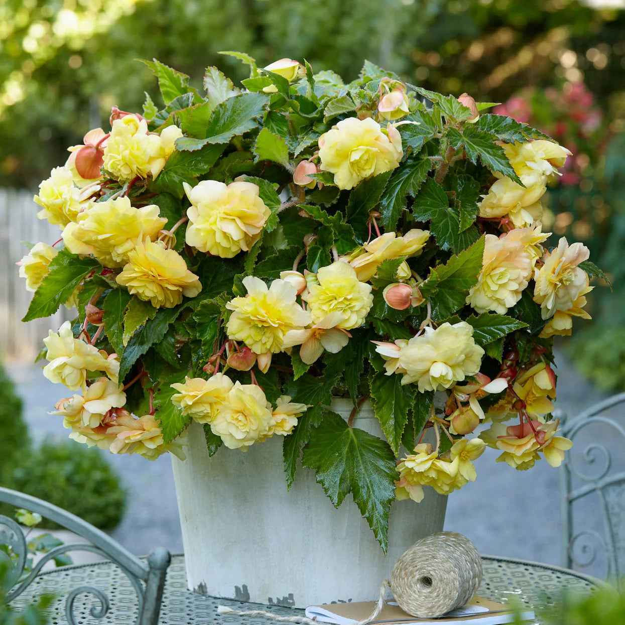 begonia-odorata-sunny-dream Image