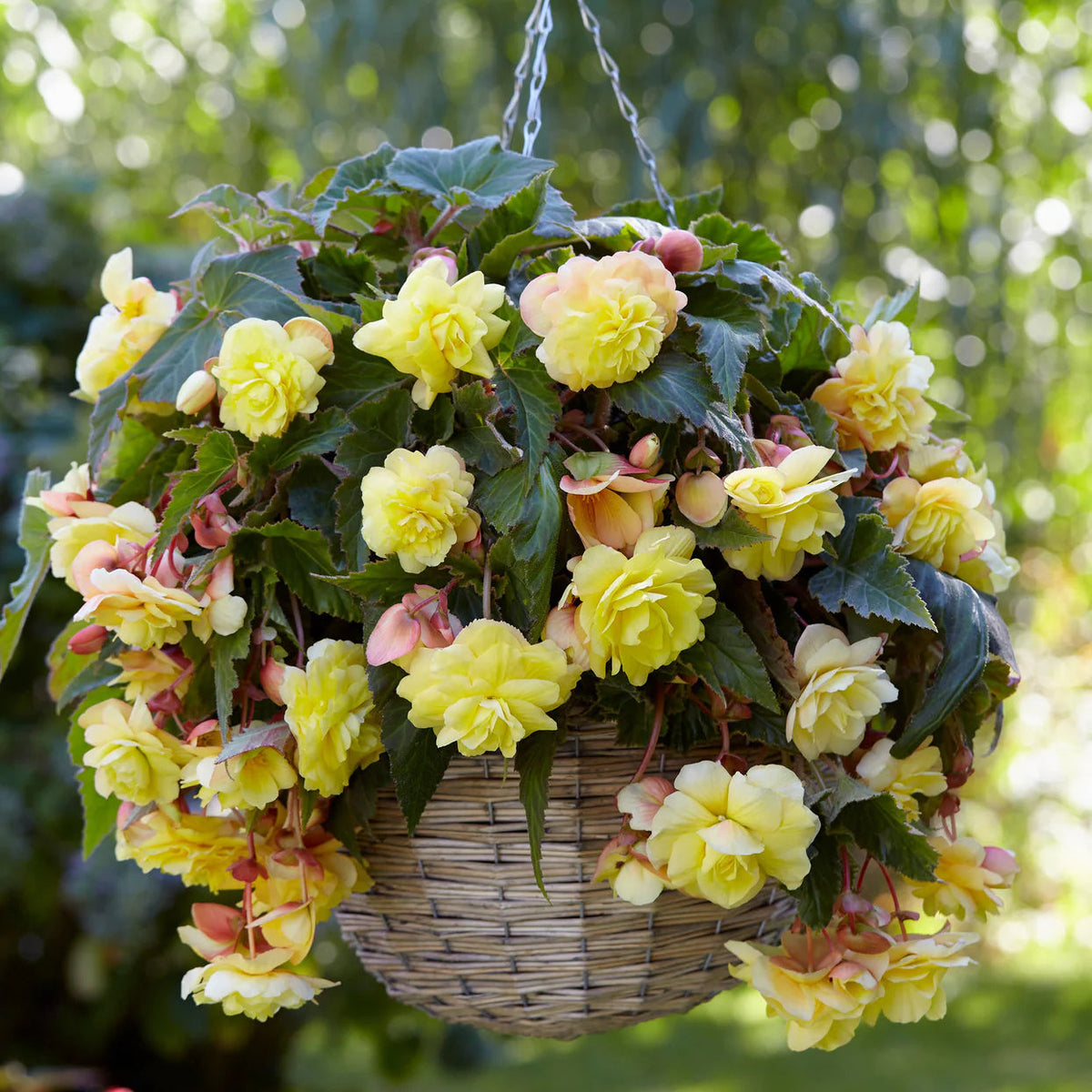 begonia-odorata-sunny-dream