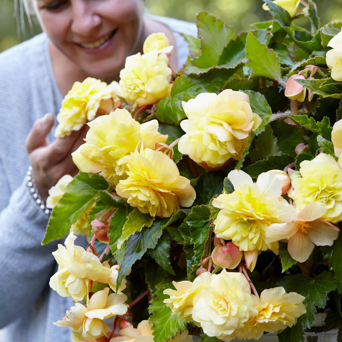 begonia-odorata-sunny-dream