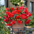 begonia-odorate-red-glory