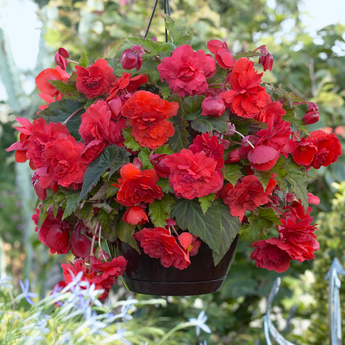 begonia-odorate-red-glory