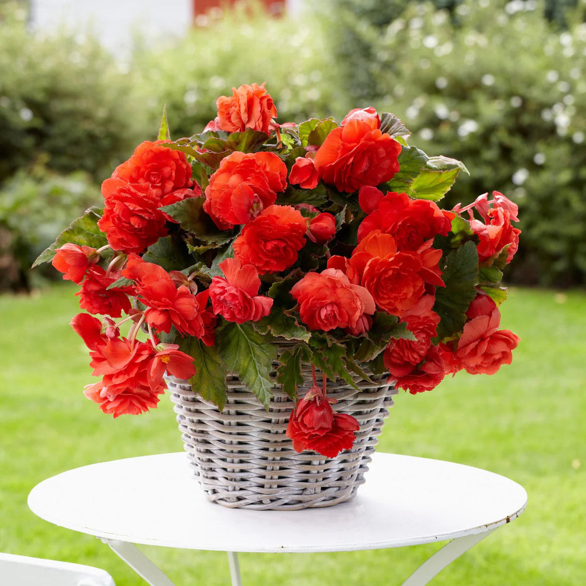 begonia-odorate-red-glory
