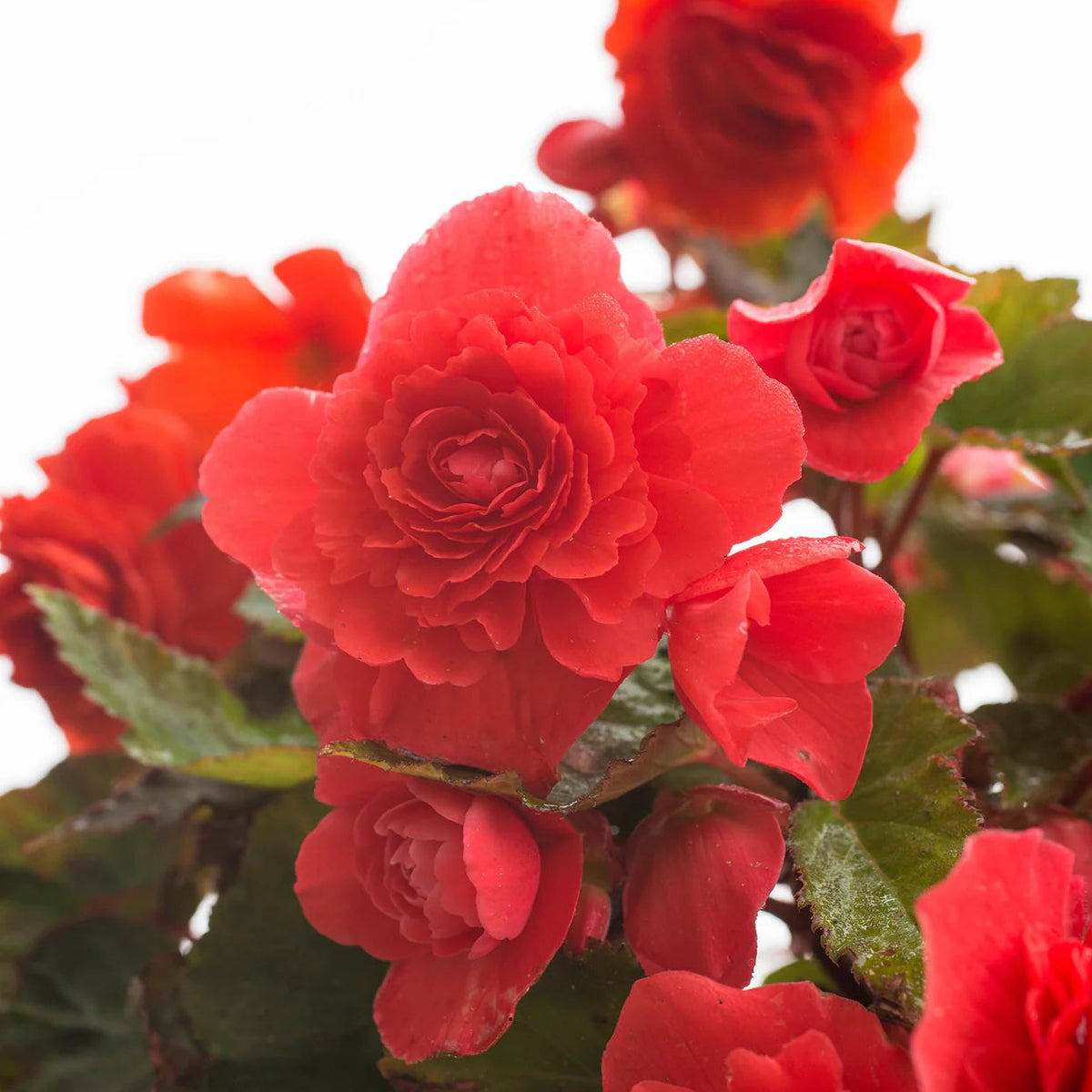 begonia-odorate-red-glory