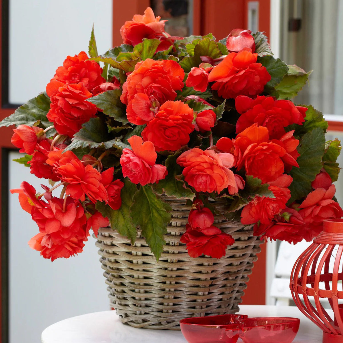begonia-odorate-red-glory