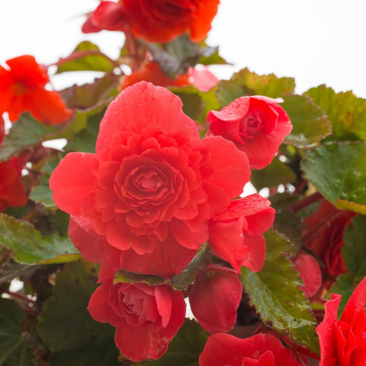 begonia-odorate-red-glory