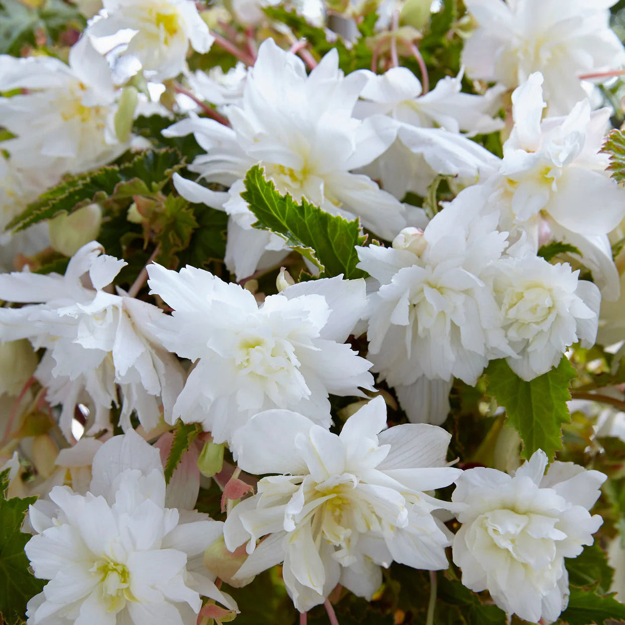 begonia-pendula-blanc Image