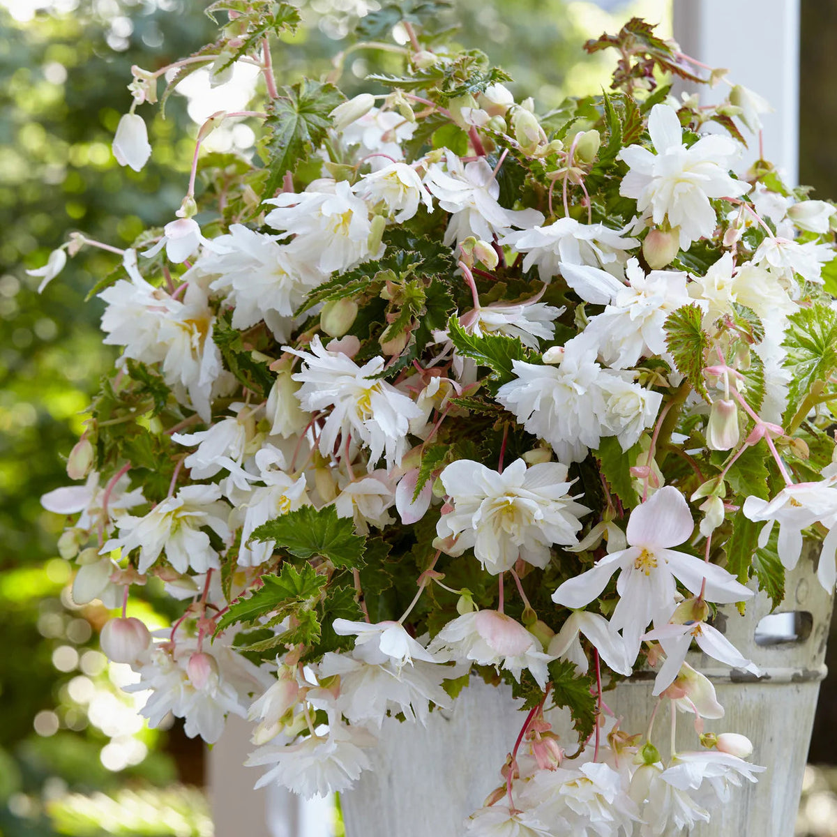 begonia-pendula-blanc