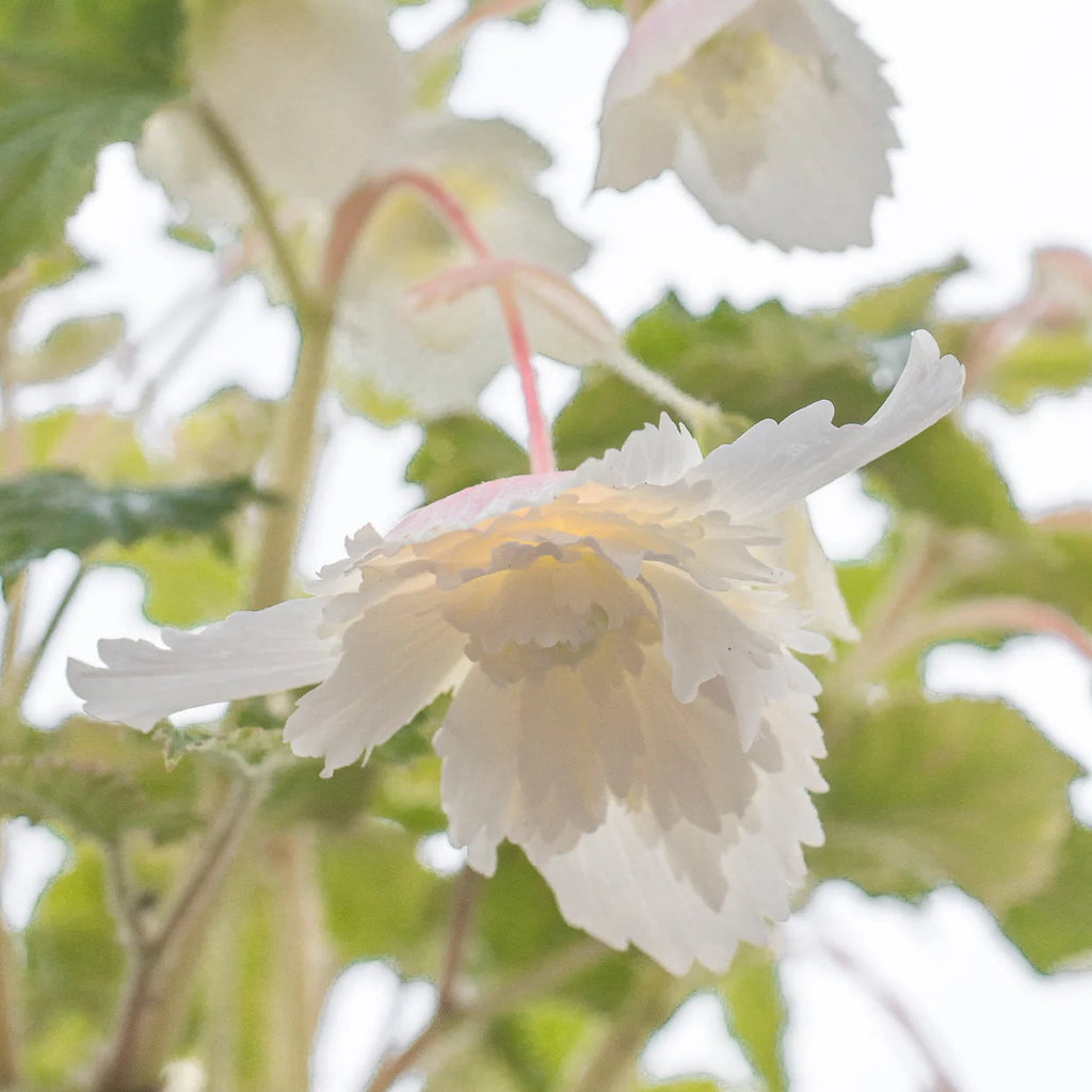 begonia-pendula-blanc