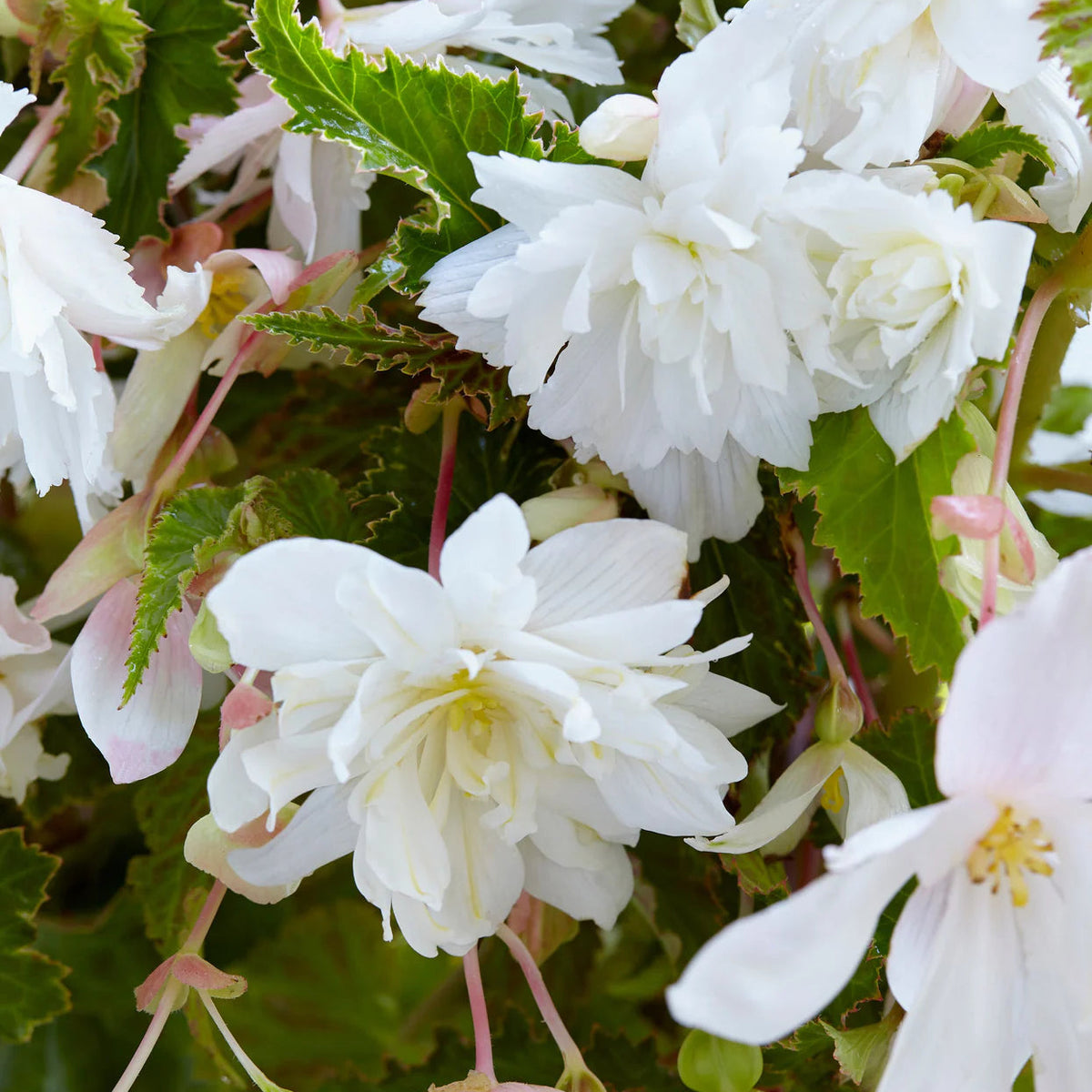 begonia-pendula-blanc