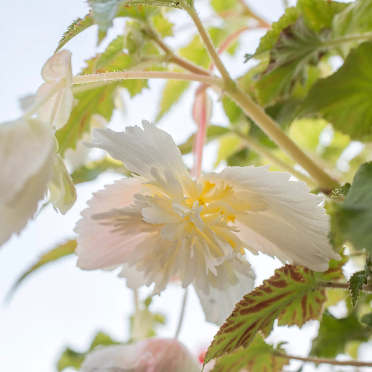 begonia-pendula-blanc