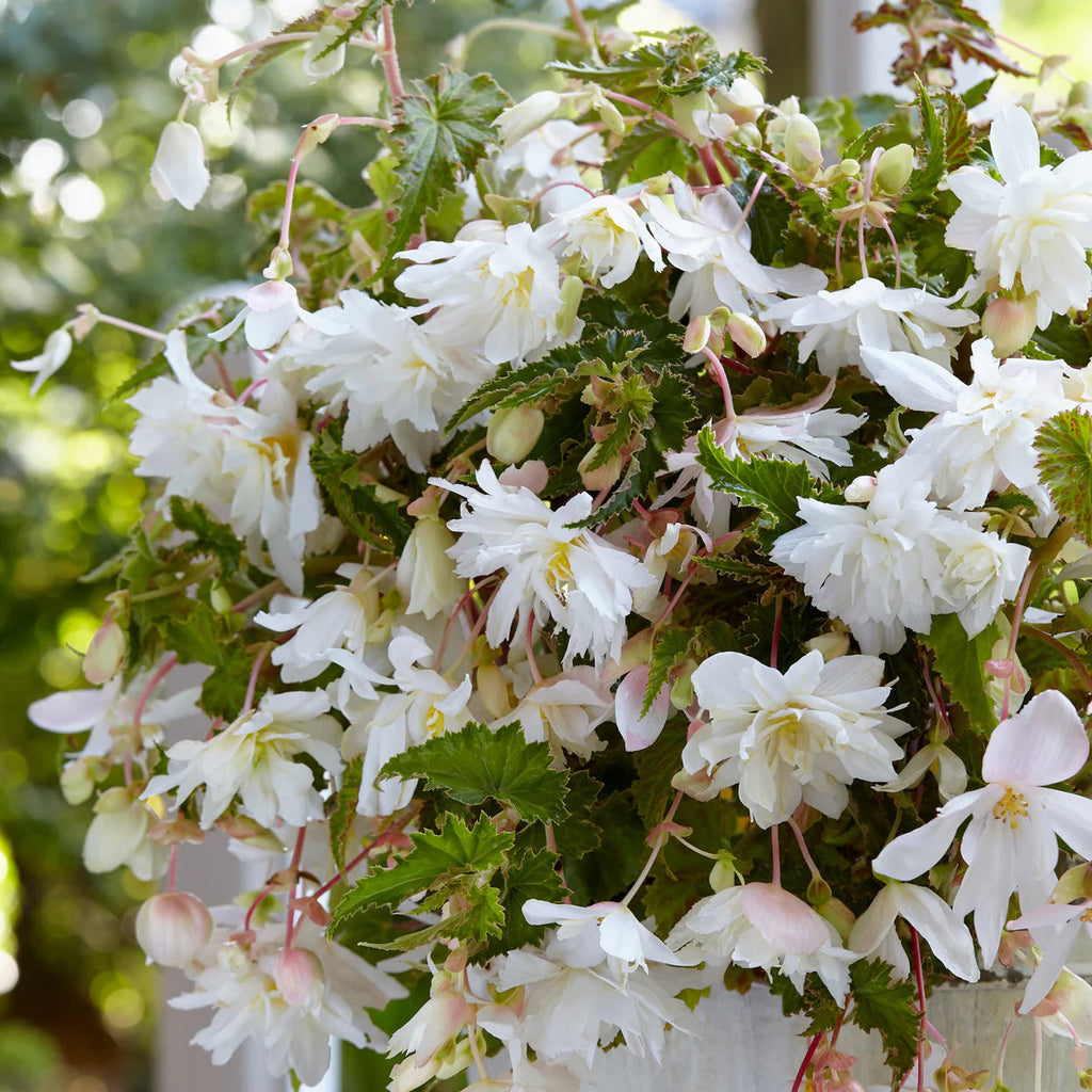 begonia-pendula-blanc