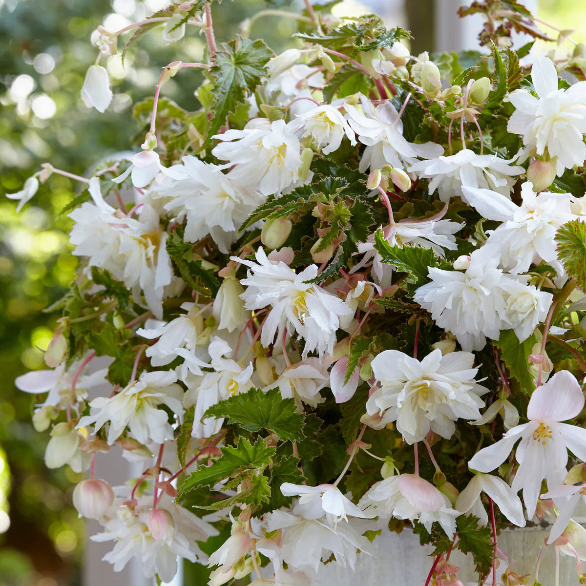 begonia-pendula-blanc