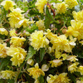 begonia-pendula-jaune