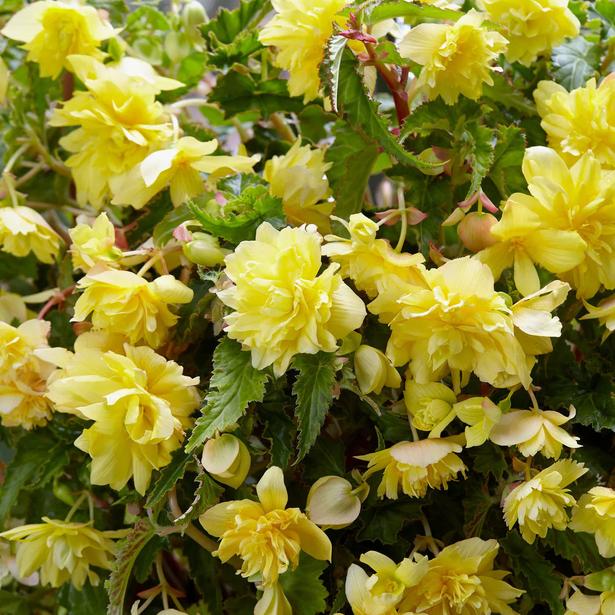 begonia-pendula-jaune Imagen