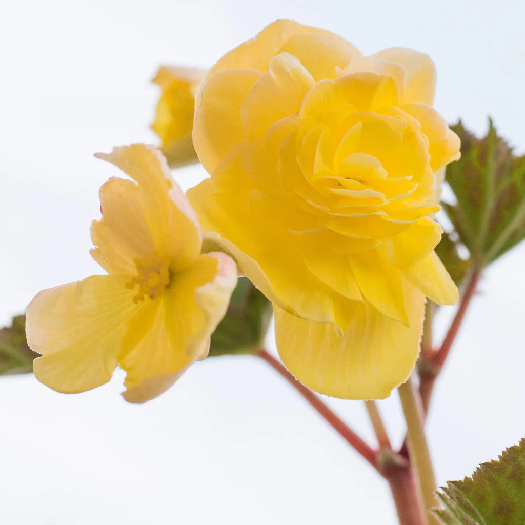 begonia-pendula-jaune
