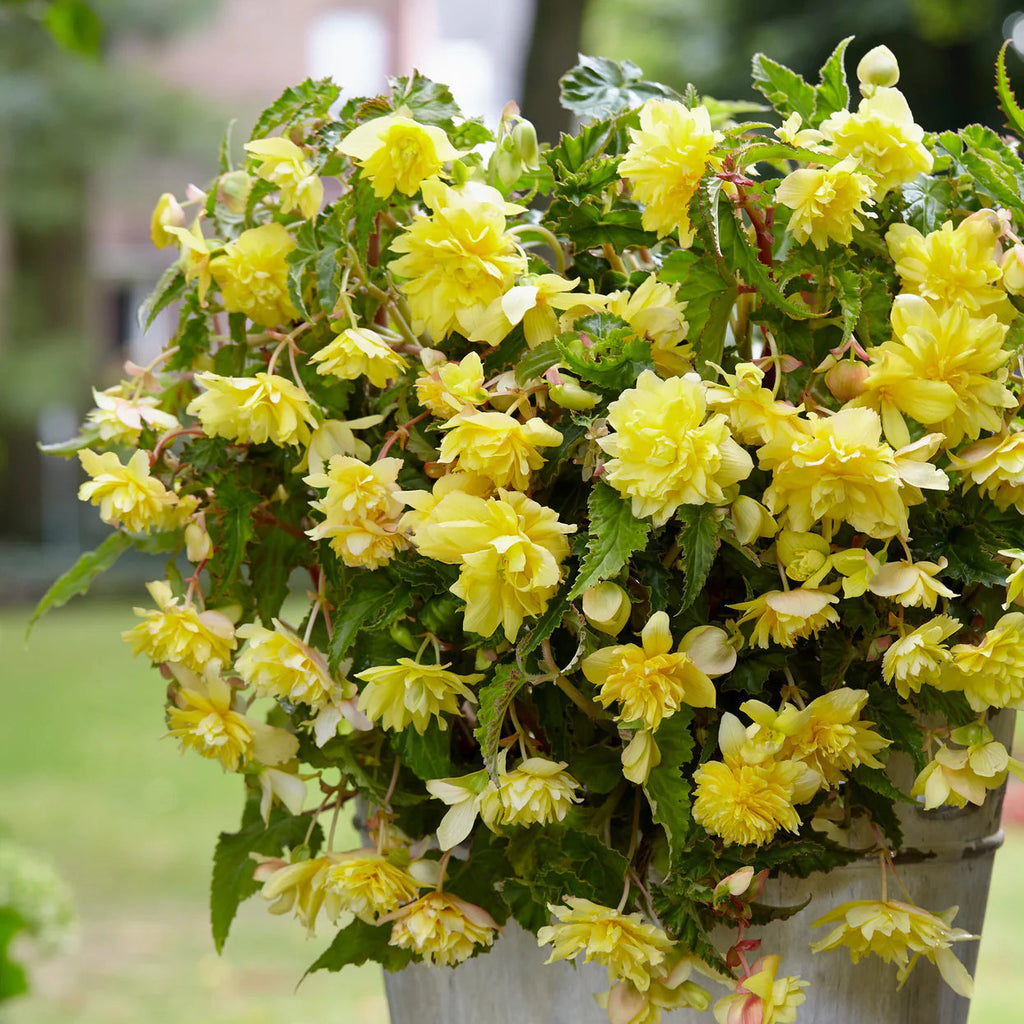 begonia-pendula-jaune