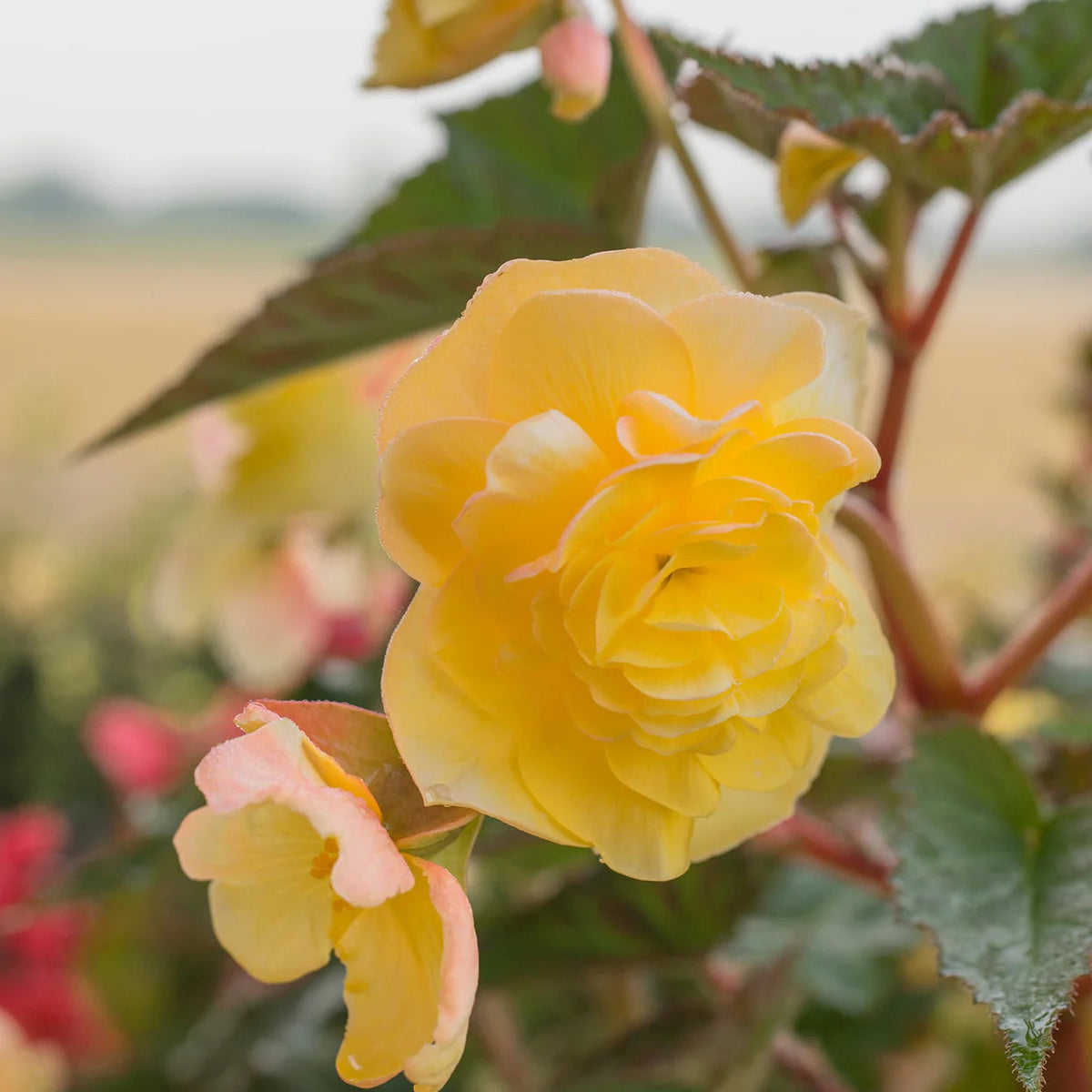 begonia-pendula-jaune