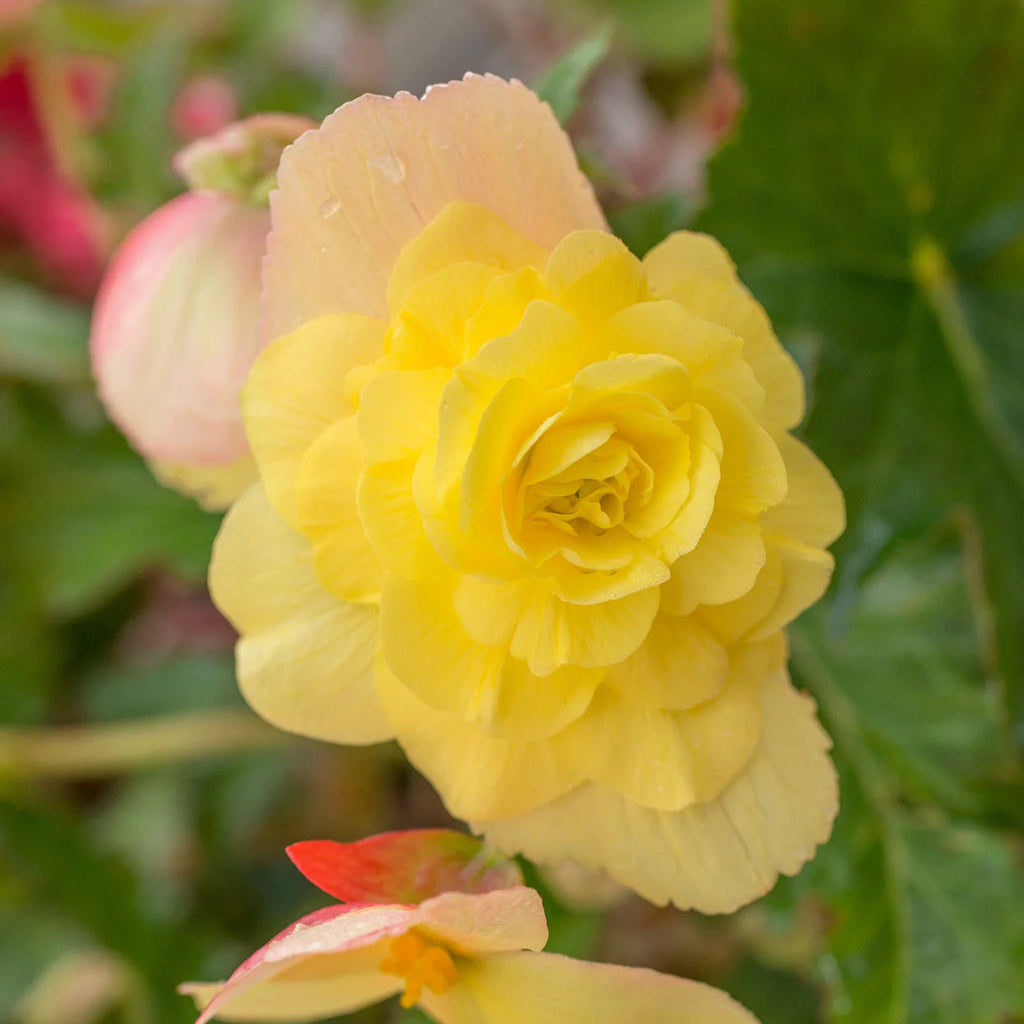 begonia-pendula-jaune