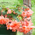 begonia-pendula-orange