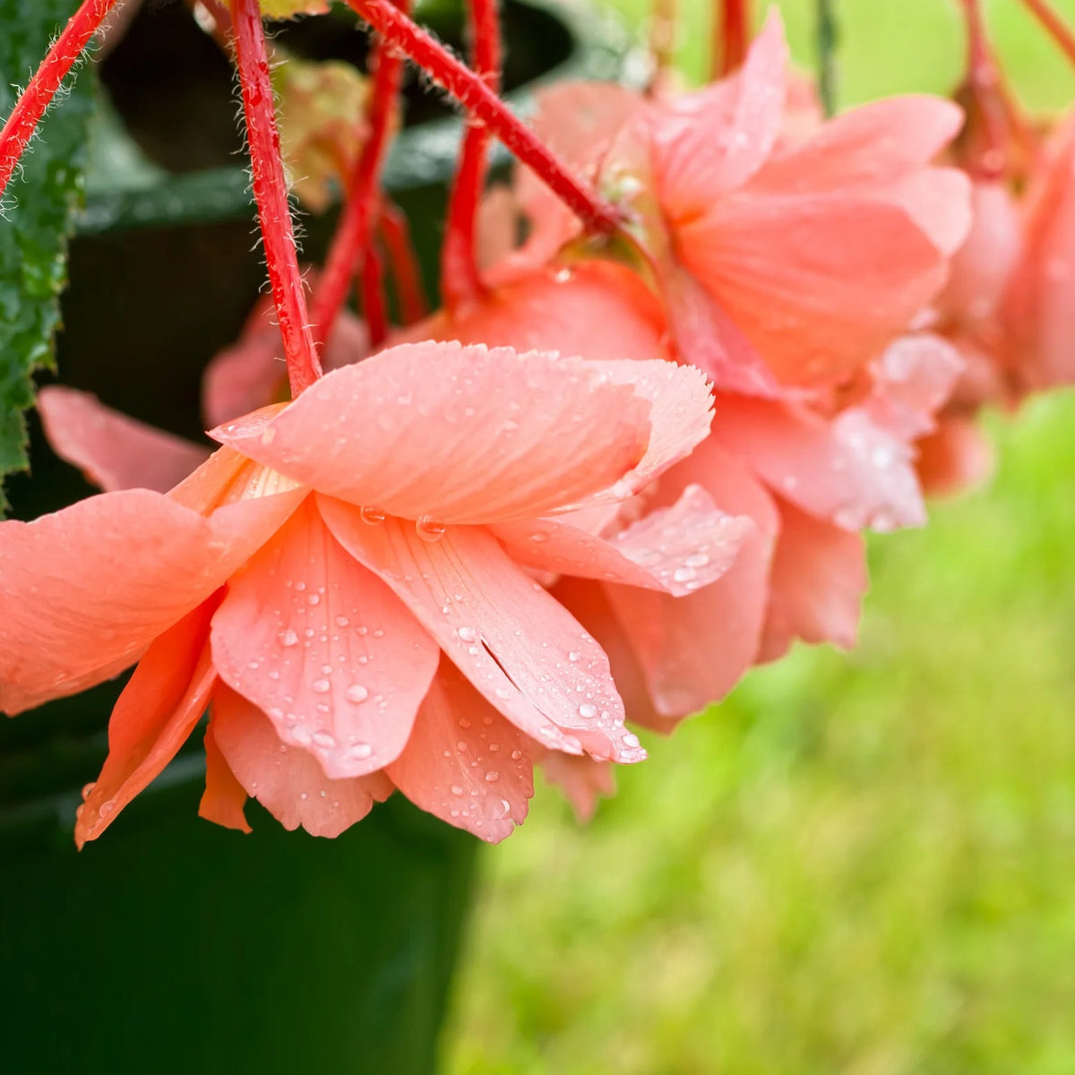 begonia-pendula-orange