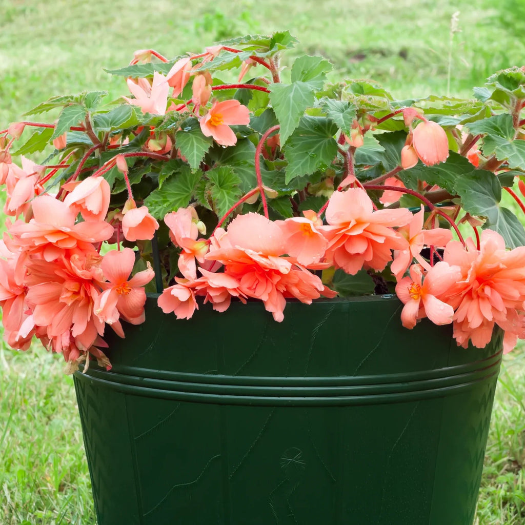 begonia-pendula-orange