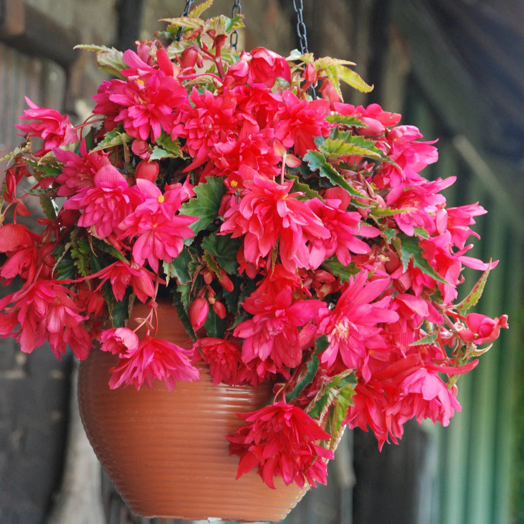 begonia-pendula-rose