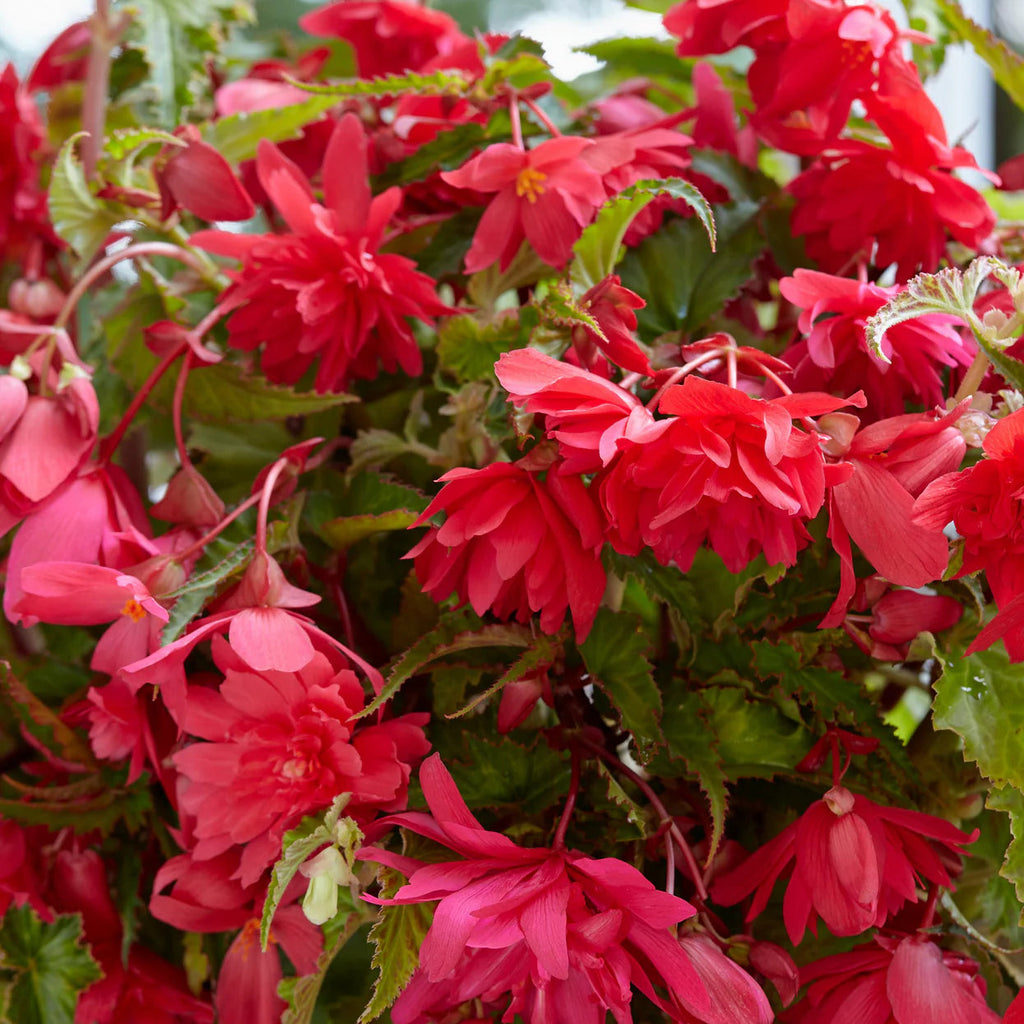 begonia-pendula-rose