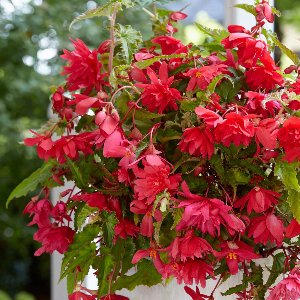begonia-pendula-rose