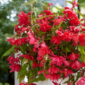 begonia-pendula-rose