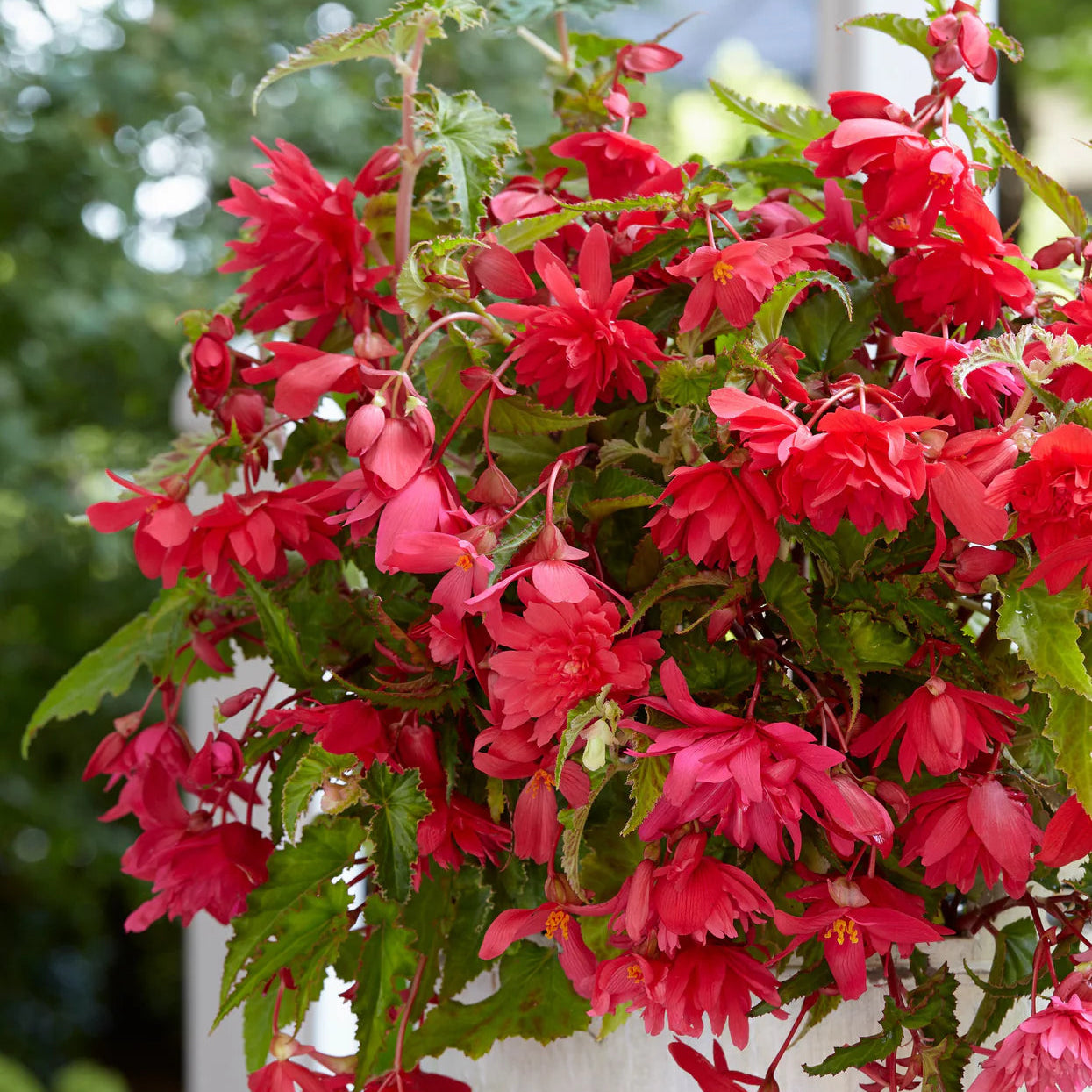 begonia-pendula-rose Image
