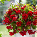 begonia-pendula-rouge