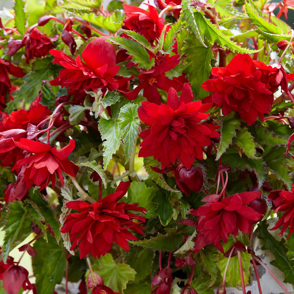 begonia-pendula-rouge