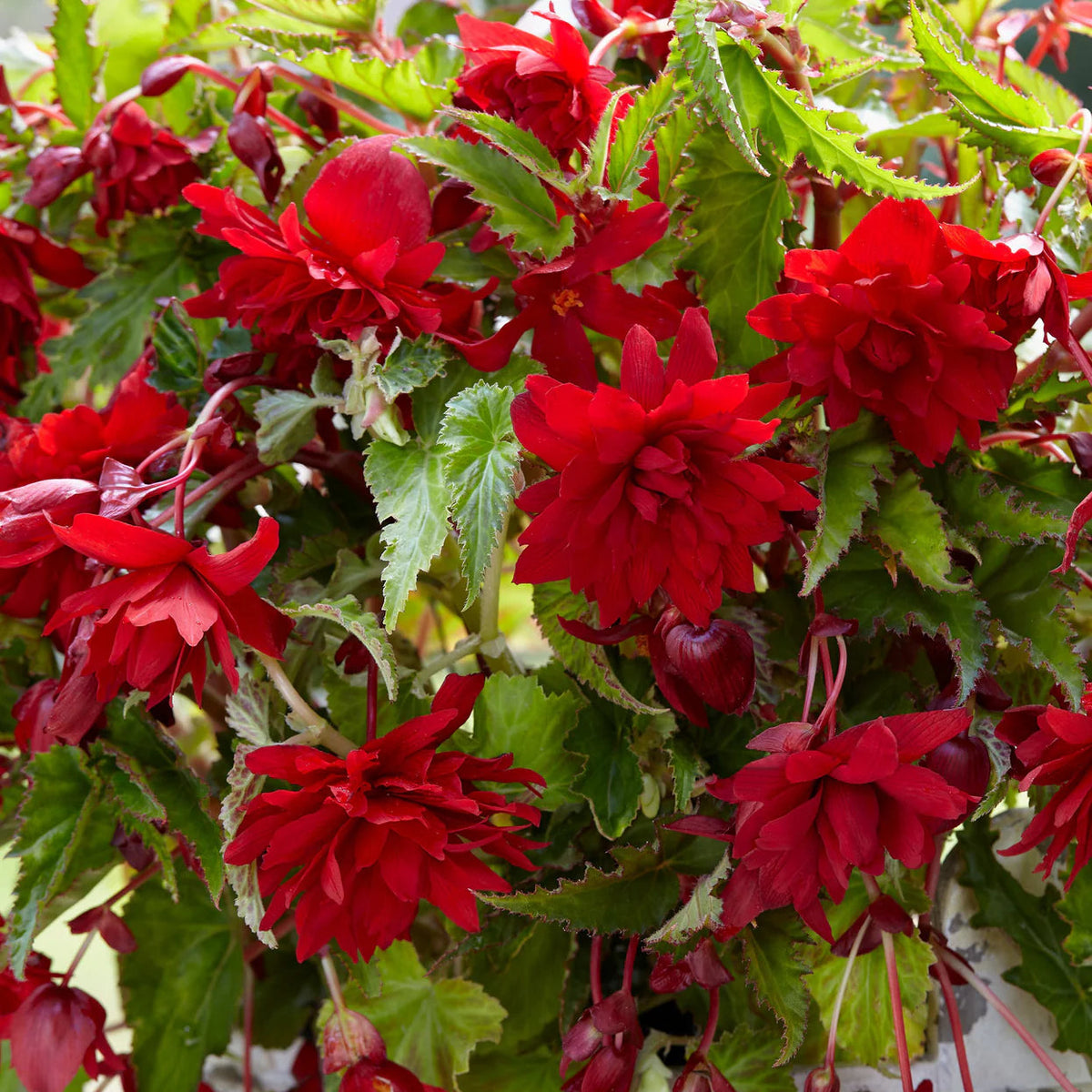begonia-pendula-rouge