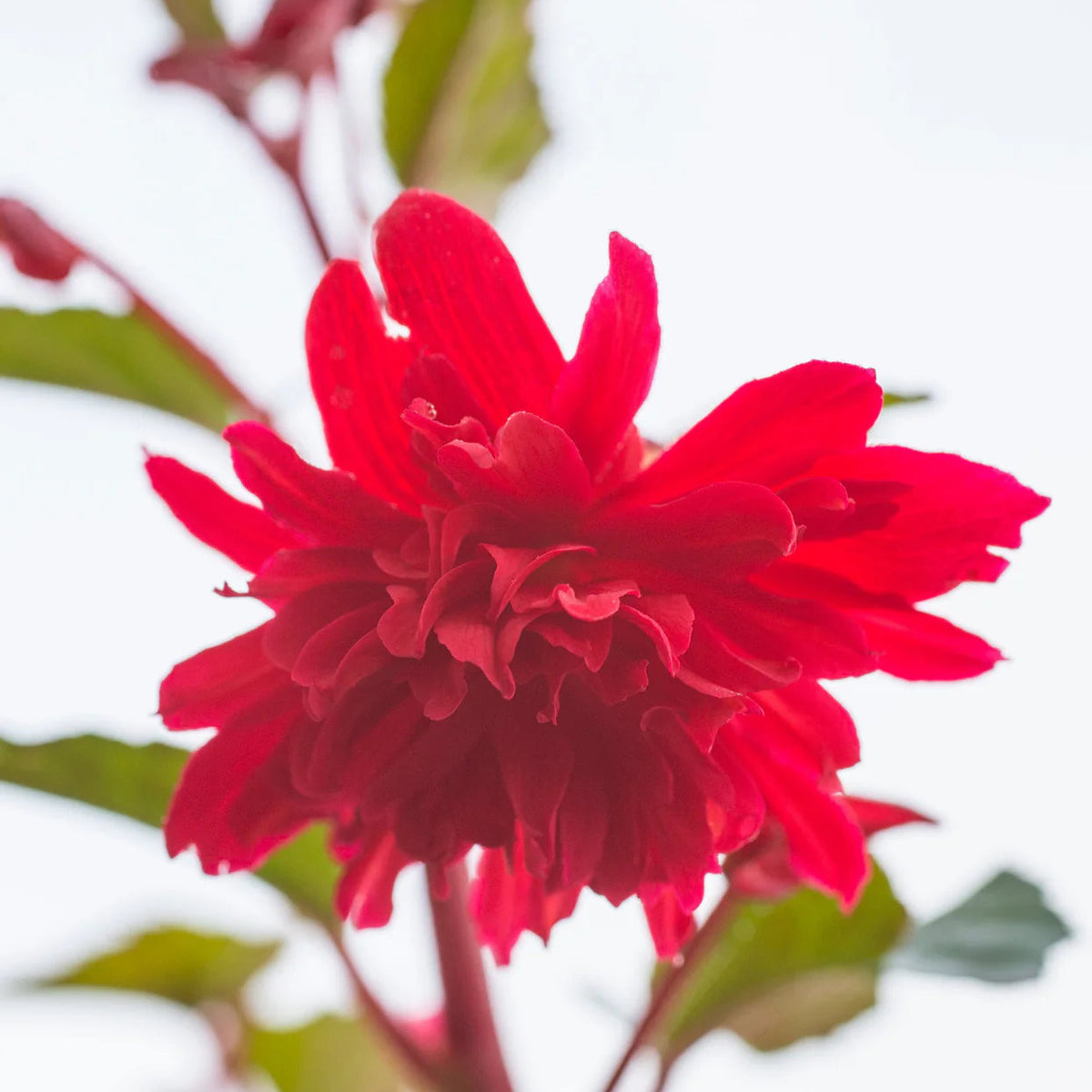 begonia-pendula-rouge