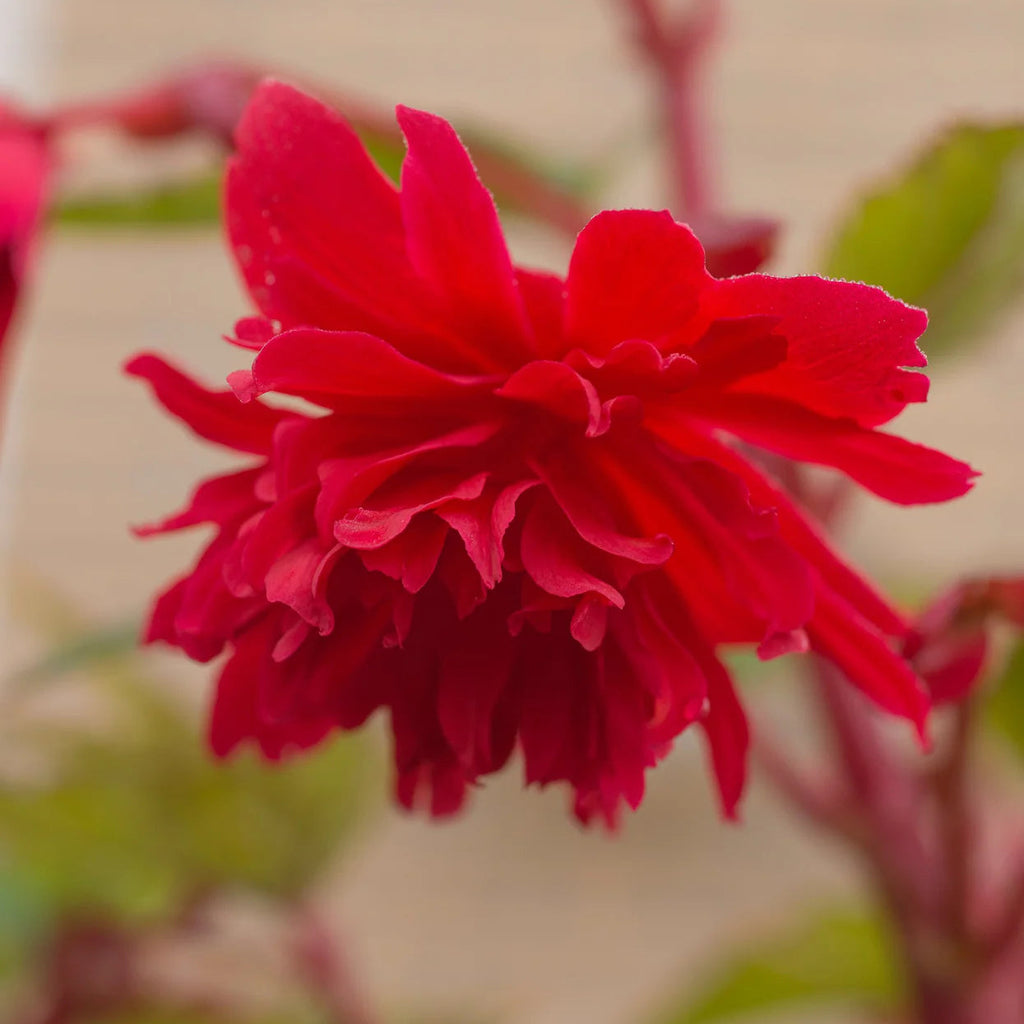 begonia-pendula-rouge