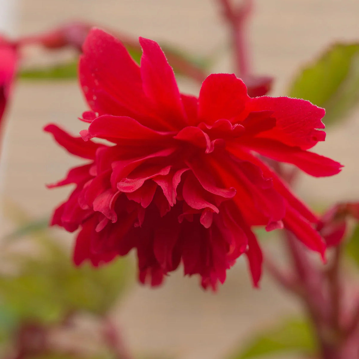 begonia-pendula-rouge