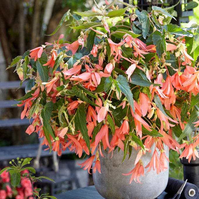 Bégonia Bertini San Francisco