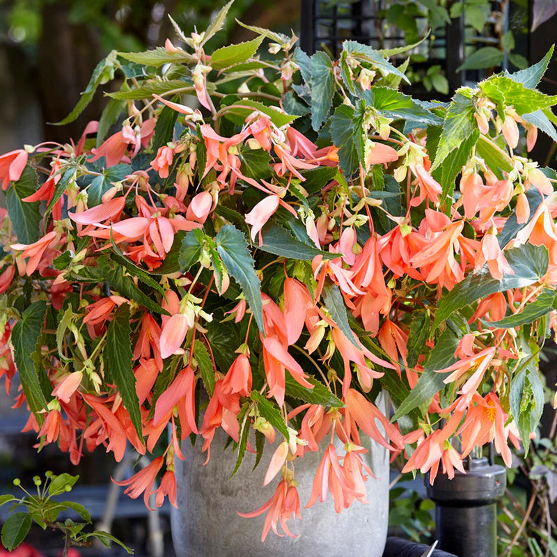 begonia-san-francisco