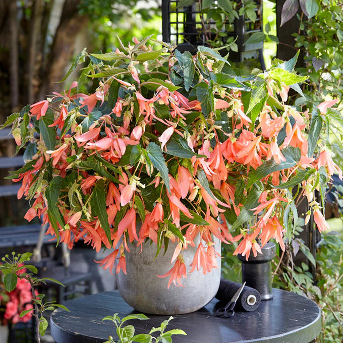 begonia-san-francisco