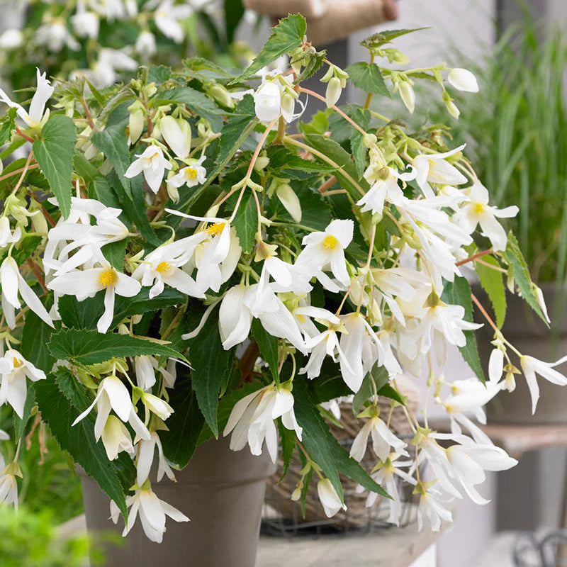 begonia-santa-barbara
